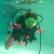 Jessica Cox Scuba Diving